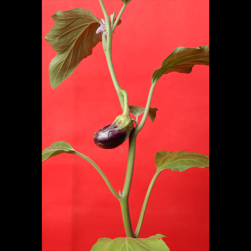 Eggplant/brinjal plant for home, office, etc.