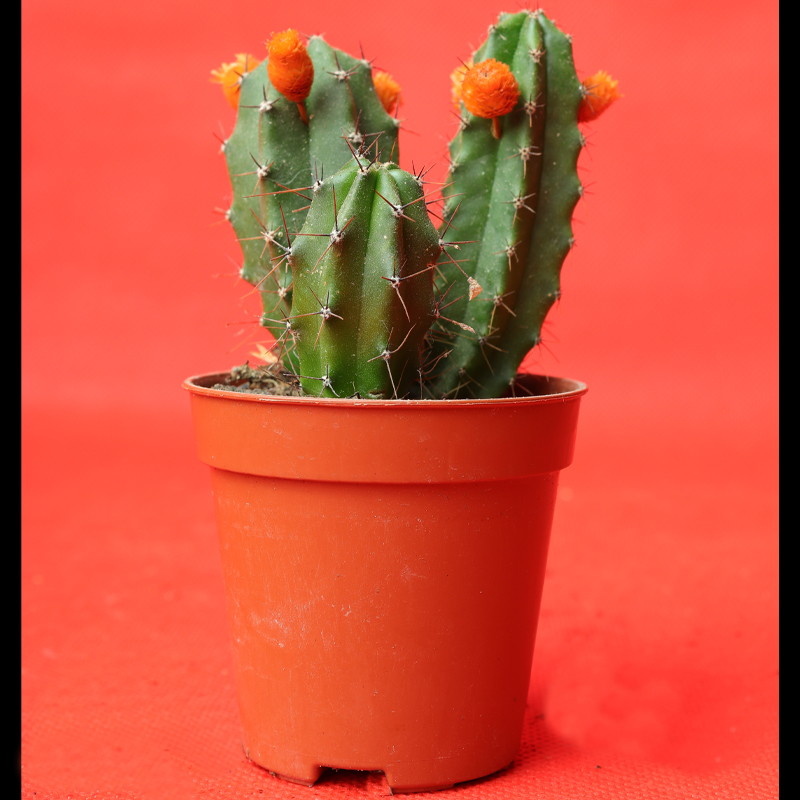 Edenic Mini Cactus Plant With Flower - 12 Cm