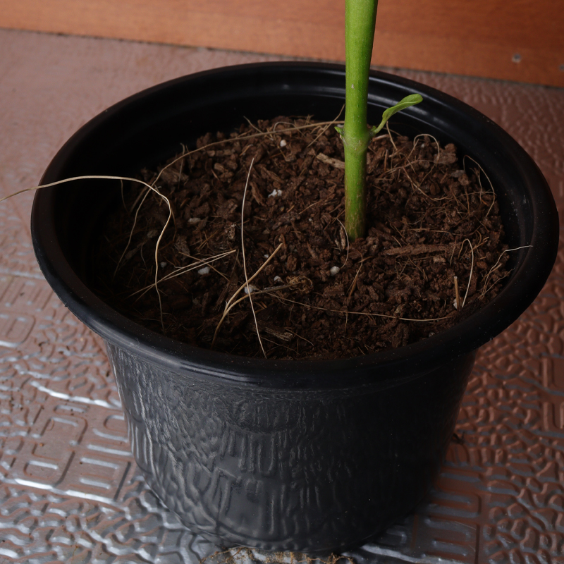 Capsicum plant / hot paper