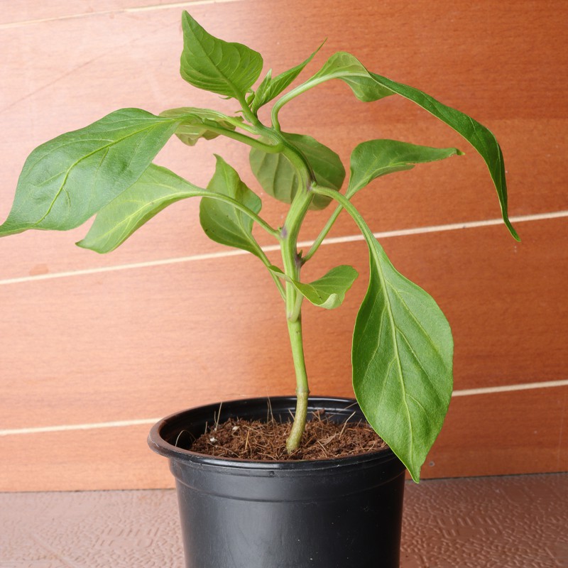 Green Chilli Plant--0