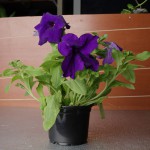 Petunia Purple Plant