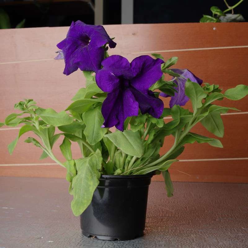 Petunia Purple Plant--0