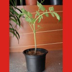Tomato Plant For Outdoor Decor