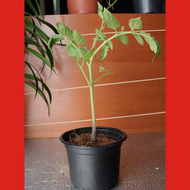 Tomato Plant For Outdoor Decor--1