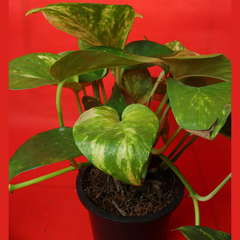 Money Plant (Evergreen Plant)--2