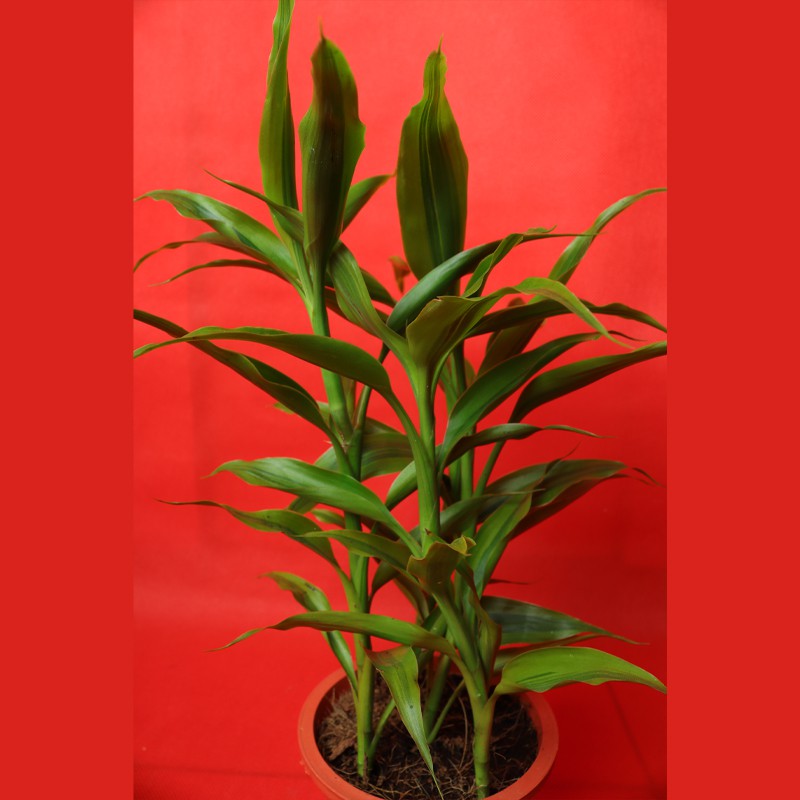 Dracaena Sanderiana Green Potted Semi-Aquatic Plant For Tropical Terrariums Tank--1