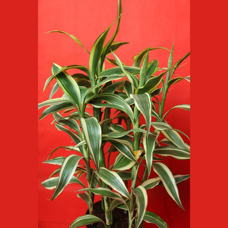Dracaena Sanderiana Gold Potted Semi-Aquatic Plant For Tropical Terrariums Tank--1