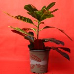 Croton (House Plant)