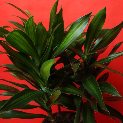 Dracaena Song of Jamaica Plant (8 x 10 x 40 cm)