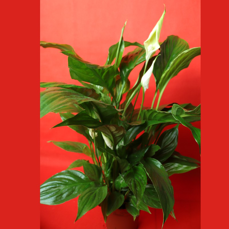 Spathiphyllum Gover Peace Lily  Indoor Plant (80cm / 40cm)--0