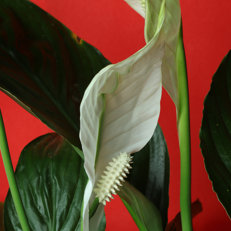 Spathiphyllum Gover Peace Lily  Indoor Plant (80cm / 40cm)