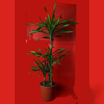 Indoor Plant Ricky/Dracaena Janet Craig 3PP (150 cm)