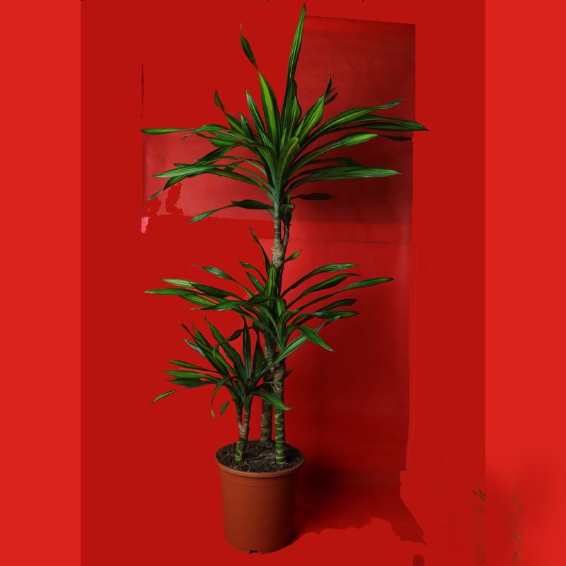 Indoor Plant Ricky/Dracaena Janet Craig 3PP (150 cm)--1