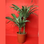 Dracaena Warneckii - The Outstanding Interior Plant