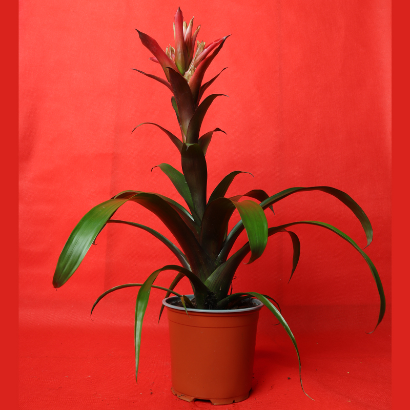 Guzmania lingulata, commonly called Vase Plant