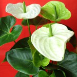 Anthurium andraeanum, commonly called flamingo lily or painter's palette