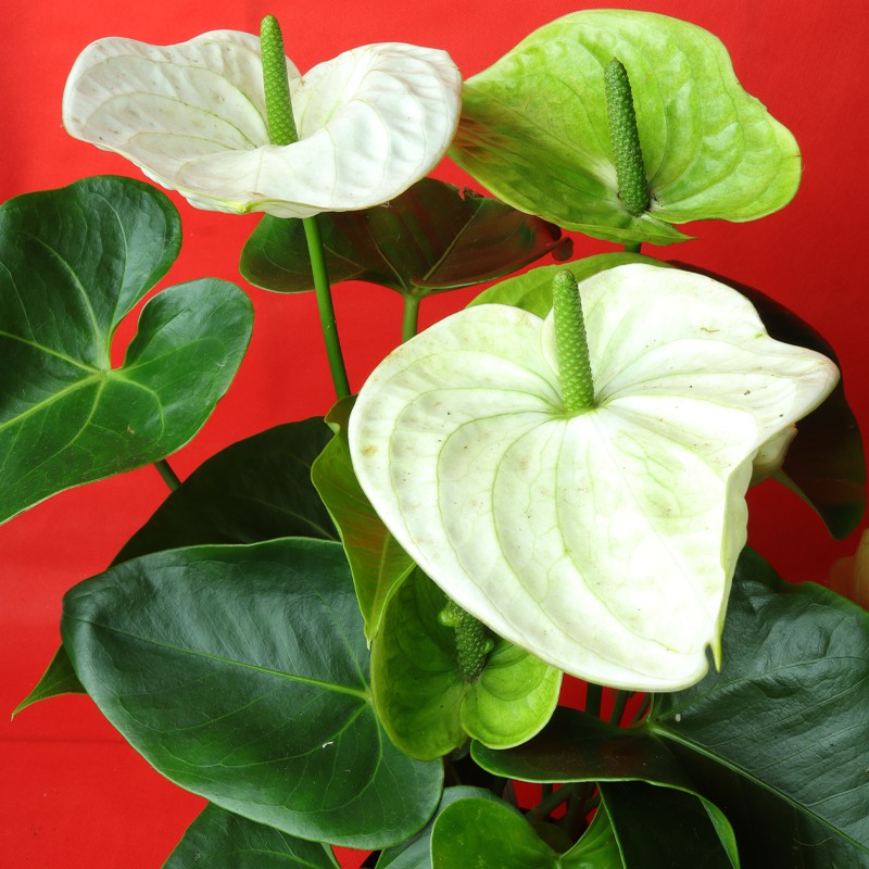 Anthurium andraeanum, commonly called flamingo lily or painter's palette--3