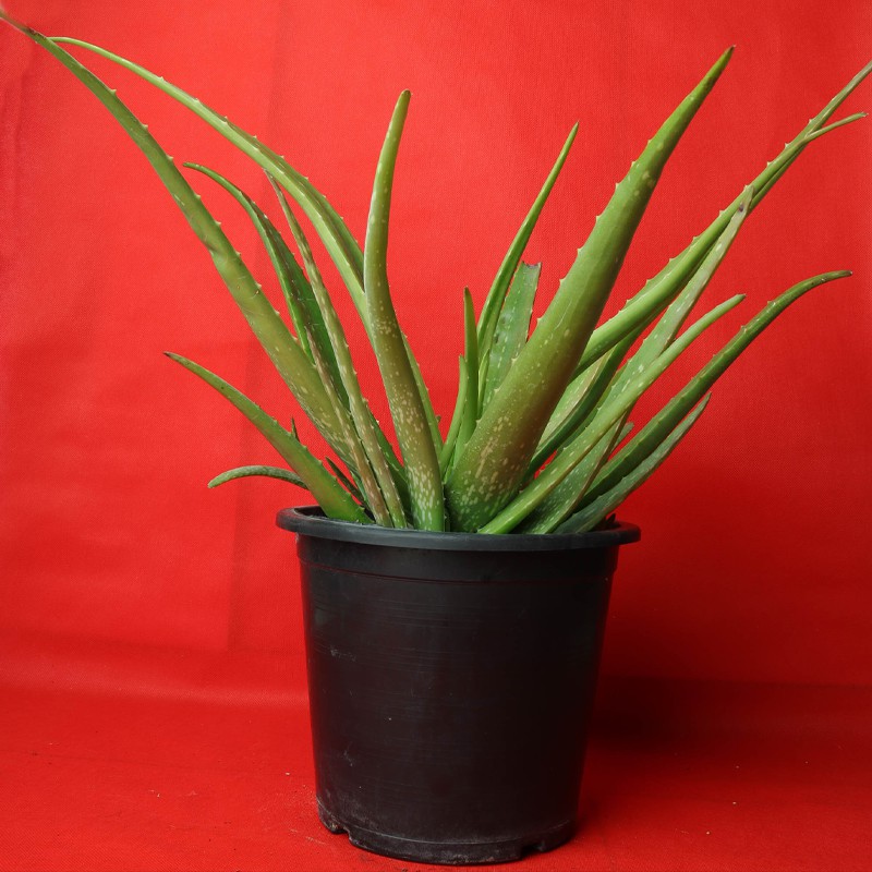 Aloe Vera Plants--0