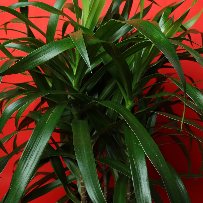 Angustufolia Plant--1