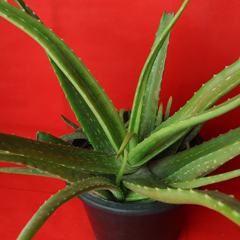 Aloe Vera Plants--1