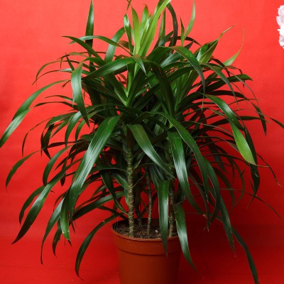 Angustufolia Plant