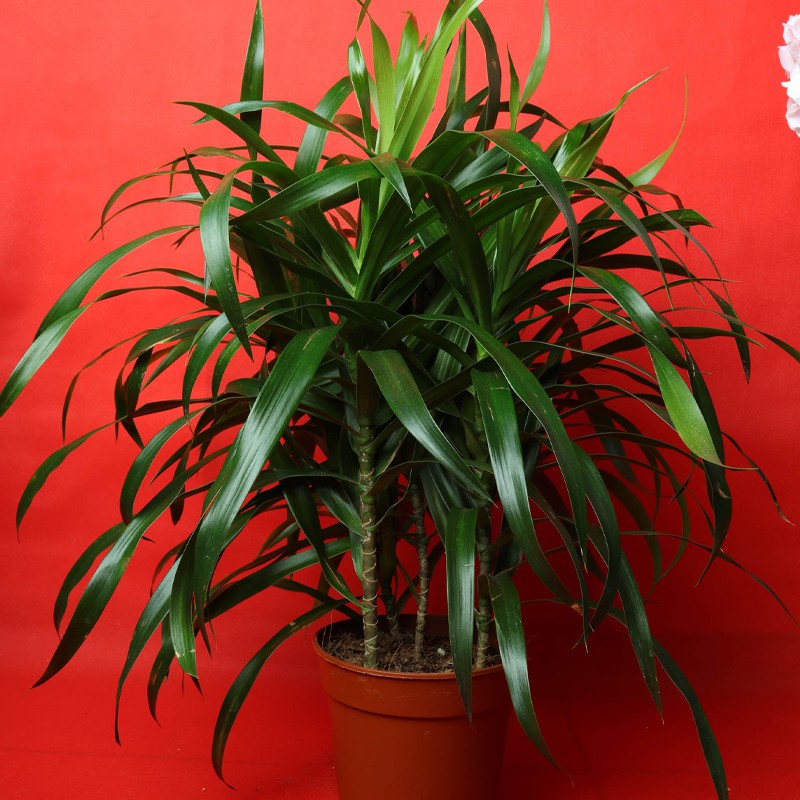 Angustufolia Plant--0
