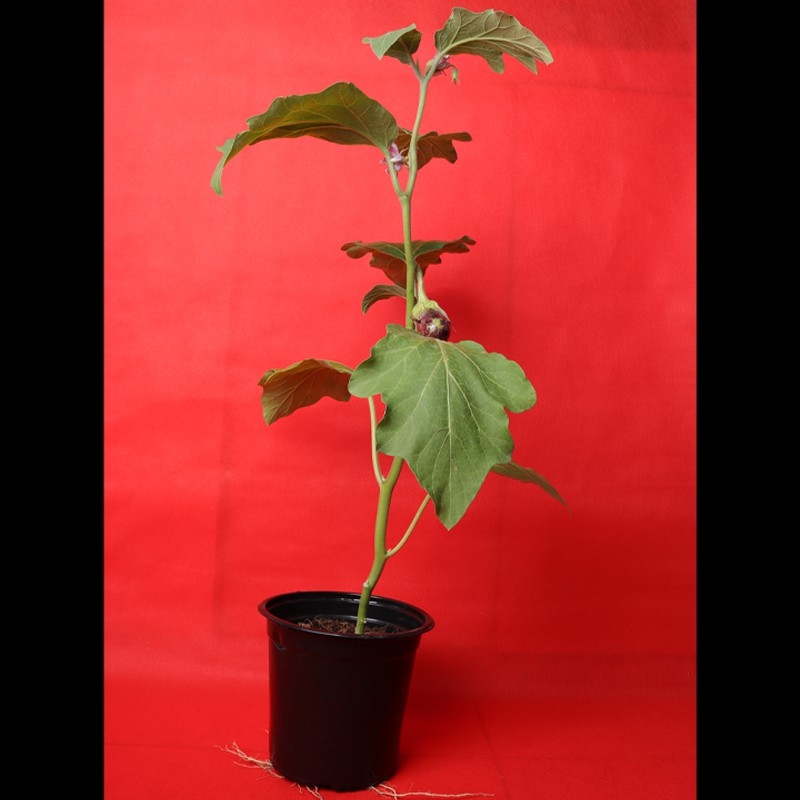 Eggplant/brinjal plant for home, office, etc.--0