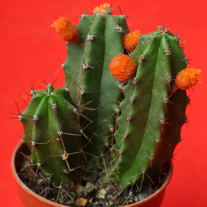 Edenic Mini Cactus Plant With Flower - 12 Cm--2