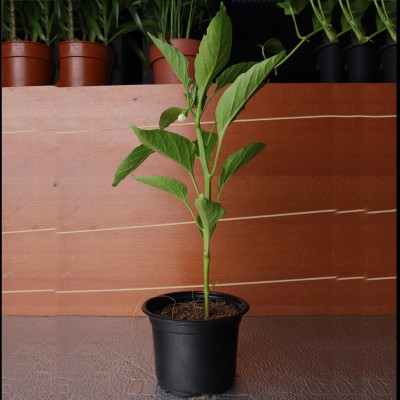 Capsicum plant / hot paper