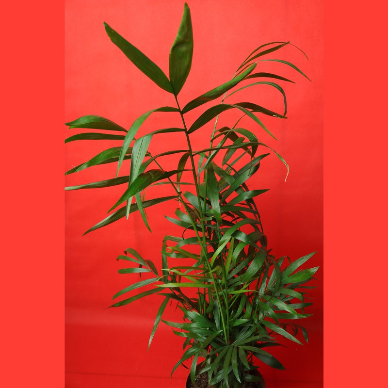 Bamboo Palm - Chamaedorea Elegans - Indoor Palm Plant--0