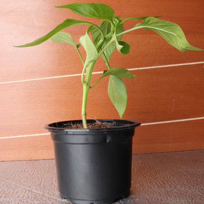 Green Chilli Plant--1