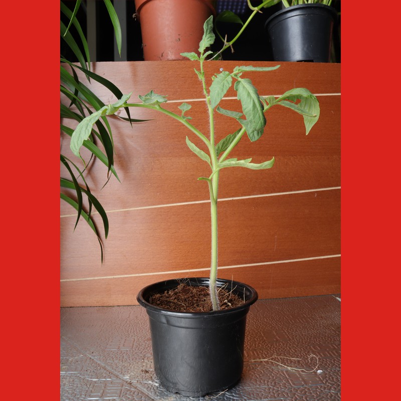 Tomato Plant For Outdoor Decor--0