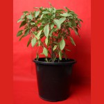 Rehan / Mashroom Plant For Decor Your Home Or Window