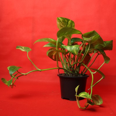 Money Plant (Evergreen Plant)