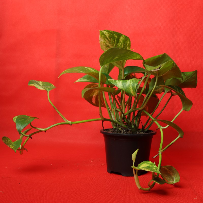 Money Plant (Evergreen Plant)--1