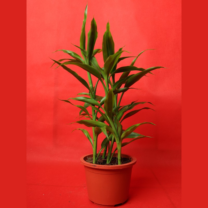 Dracaena Sanderiana Green Potted Semi-Aquatic Plant For Tropical Terrariums Tank--0