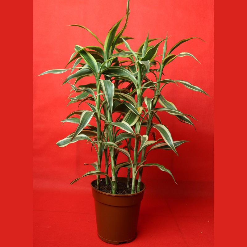 Dracaena Sanderiana Gold Potted Semi-Aquatic Plant For Tropical Terrariums Tank--0