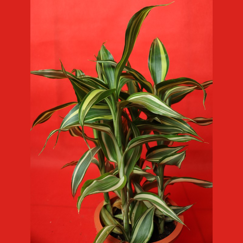 Dracaena Sanderiana Gold Potted Semi-Aquatic Plant For Tropical Terrariums Tank--4