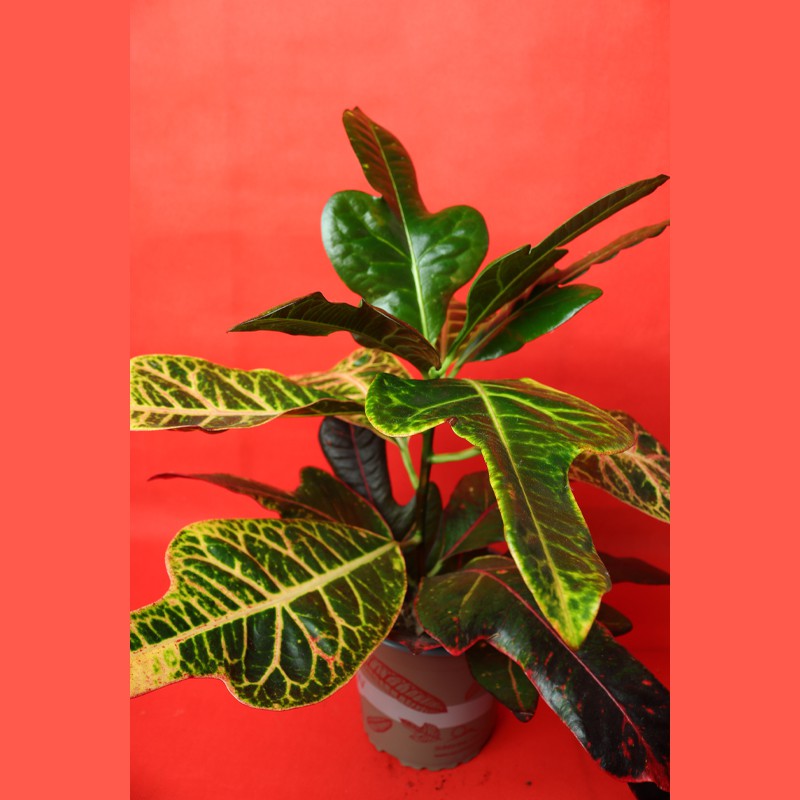Croton (House Plant)--0