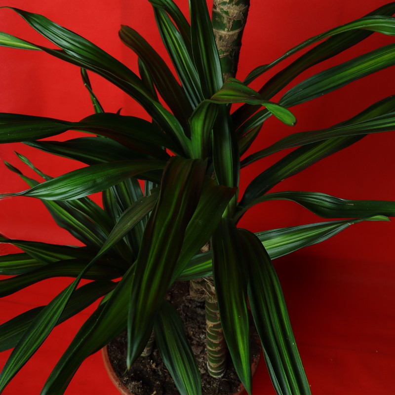 Indoor Plant Ricky/Dracaena Janet Craig 3PP (150 cm)--0