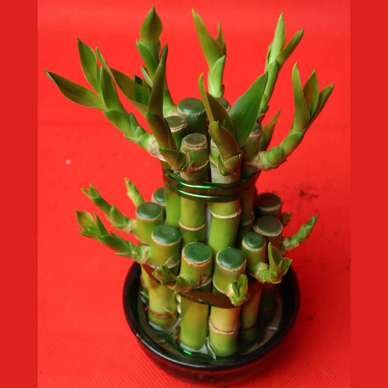 Lucky Bamboo Plant--1