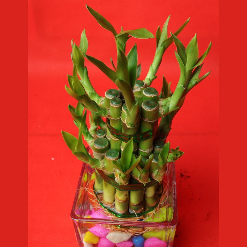 Lucky Bamboo Stick in Glass Vase - Bamboo Plant--1