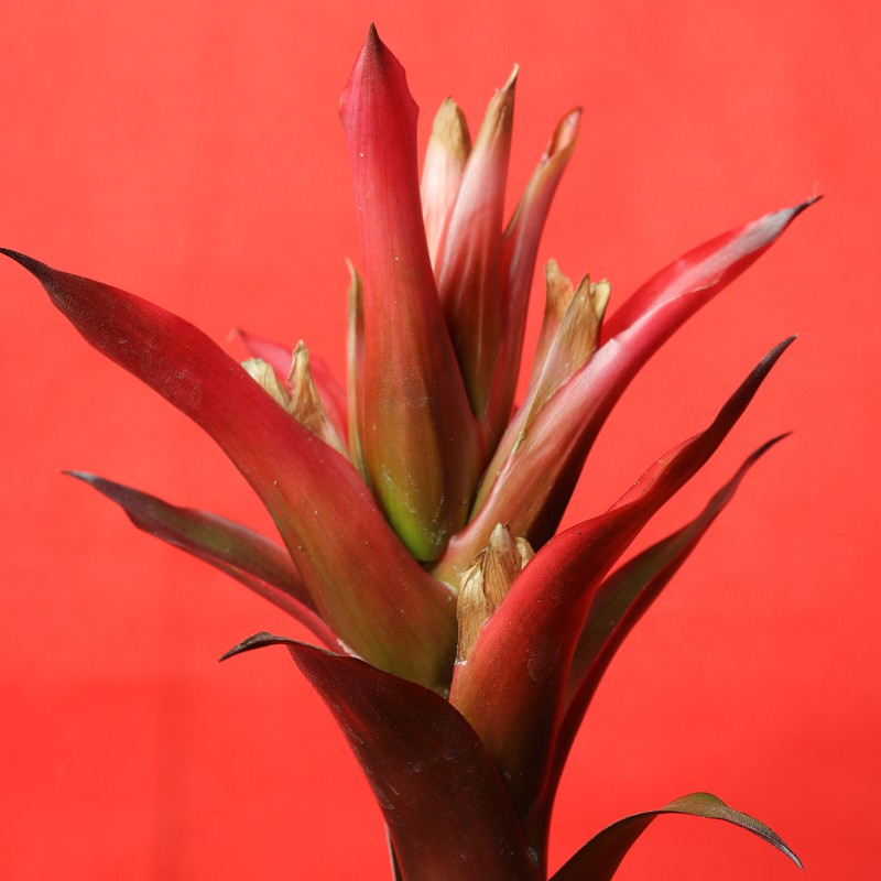 Guzmania lingulata, commonly called Vase Plant--1