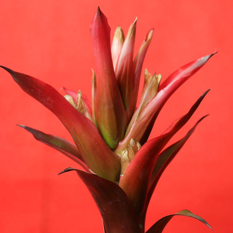 Guzmania lingulata, commonly called Vase Plant