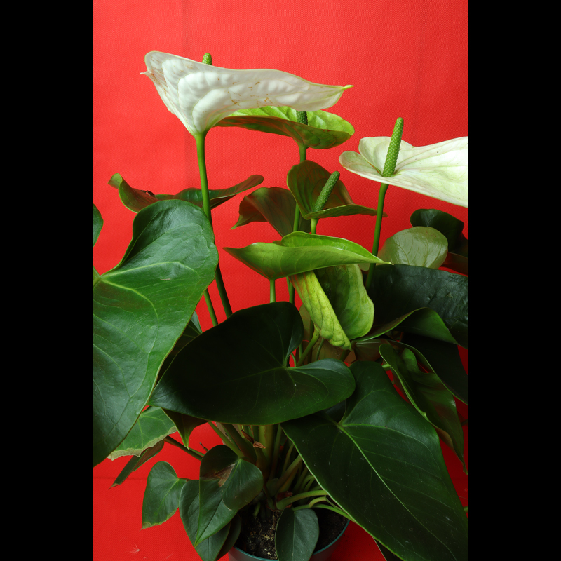 Anthurium andraeanum, commonly called flamingo lily or painter's palette
