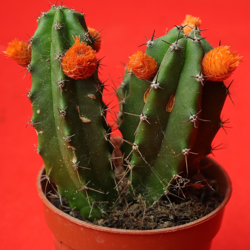 Edenic Mini Cactus Plant With Flower - 12 Cm--0