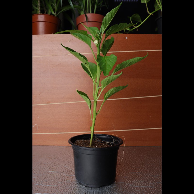 Capsicum plant / hot paper--0