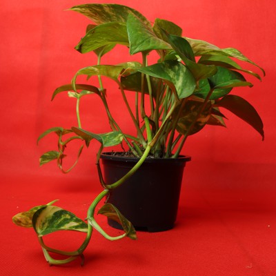 Money Plant (Evergreen Plant)