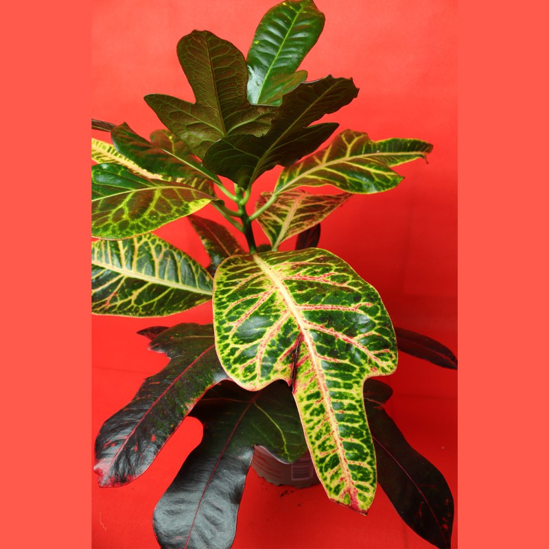 Croton (House Plant)--1