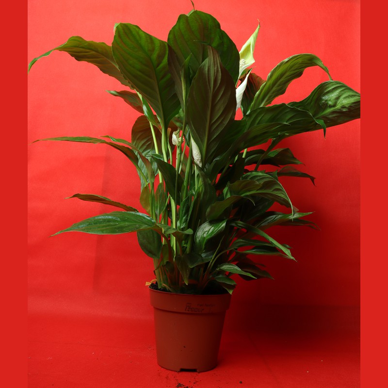 Spathiphyllum Gover Peace Lily  Indoor Plant (80cm / 40cm)--2